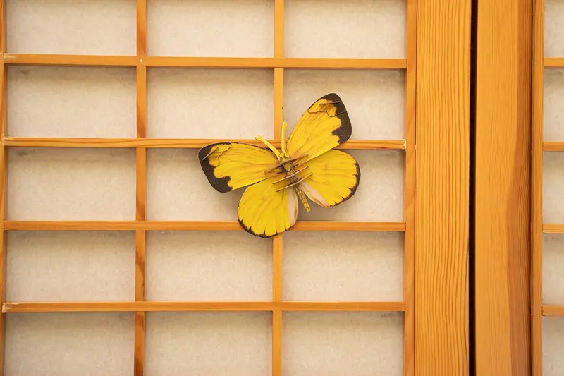 Make Bug - Common Grass Yellow Butterfly 3D Puzzle, Bring Nature Home 1